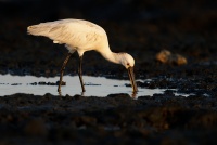 Kolpik bily - Platalea leucorodia - Eurasian Spoonbill o0898